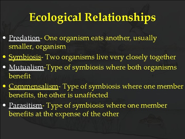 Ecological Relationships • Predation- One organism eats another, usually smaller, organism • Symbiosis- Two
