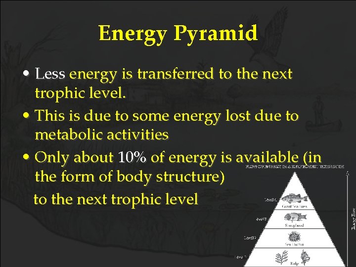 Energy Pyramid • Less energy is transferred to the next trophic level. • This