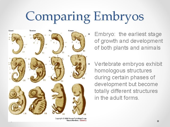 Comparing Embryos • Embryo: the earliest stage of growth and development of both plants