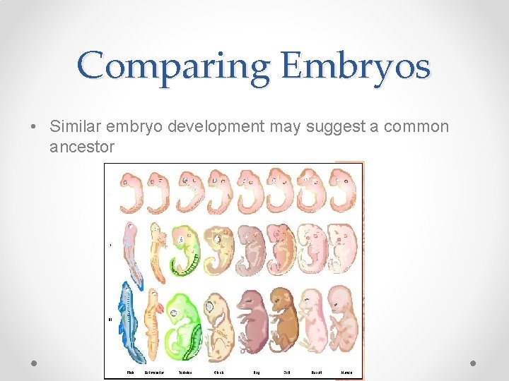 Comparing Embryos • Similar embryo development may suggest a common ancestor 