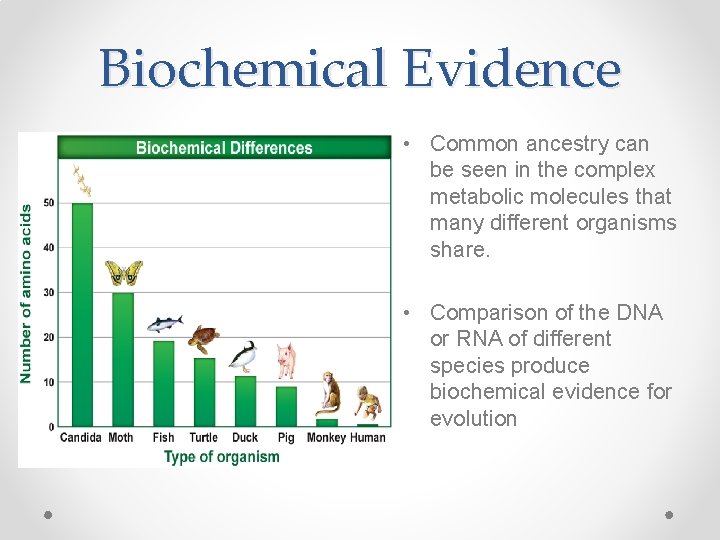 Biochemical Evidence • Common ancestry can be seen in the complex metabolic molecules that