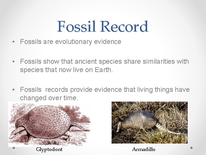 Fossil Record • Fossils are evolutionary evidence • Fossils show that ancient species share