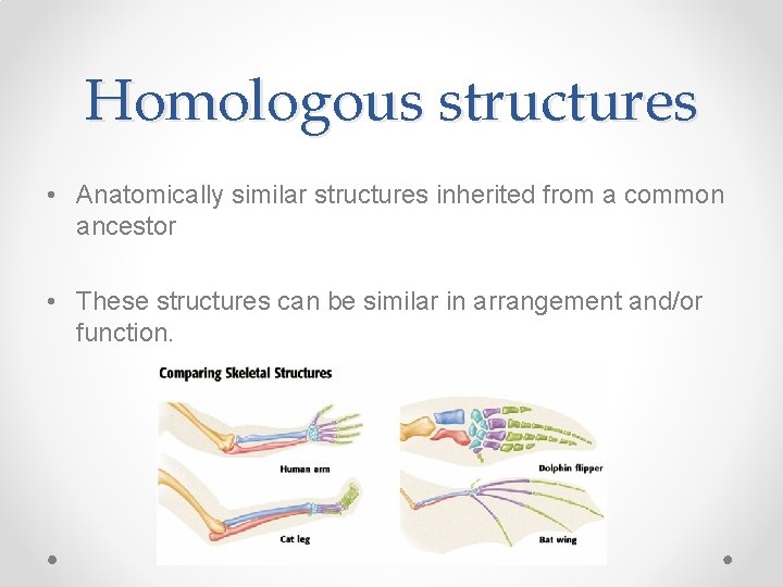 Homologous structures • Anatomically similar structures inherited from a common ancestor • These structures