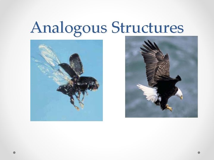 Analogous Structures 