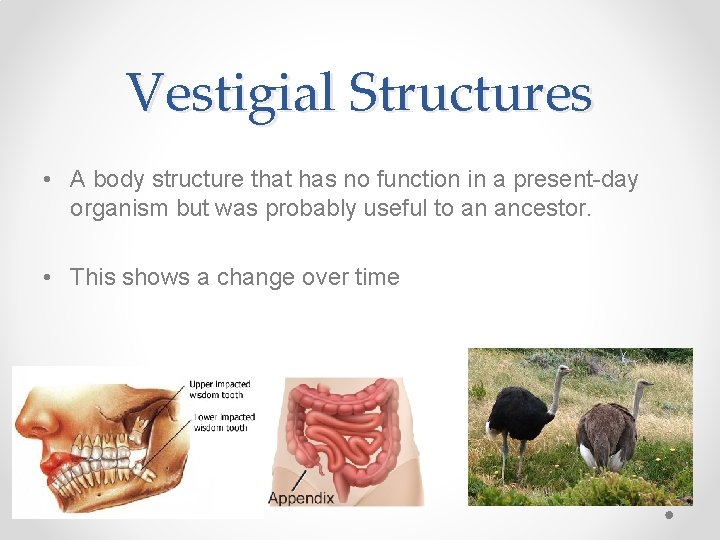 Vestigial Structures • A body structure that has no function in a present-day organism