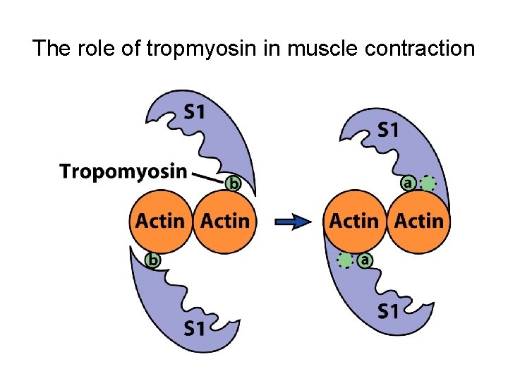 The role of tropmyosin in muscle contraction 