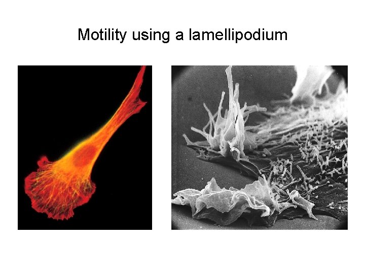 Motility using a lamellipodium 