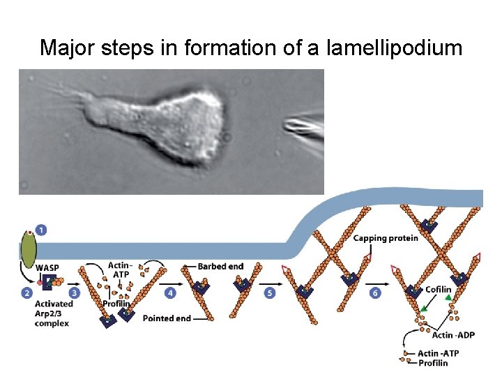 Major steps in formation of a lamellipodium 