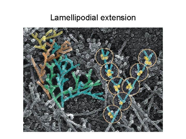 Lamellipodial extension 