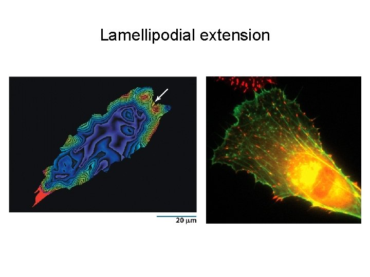 Lamellipodial extension 