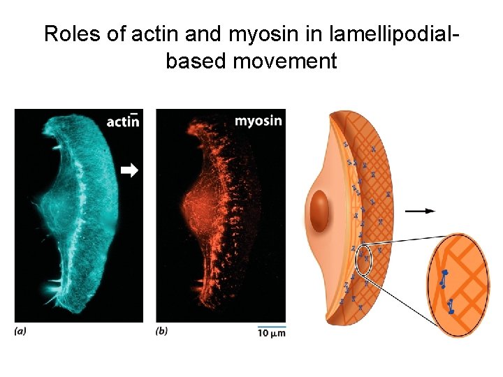 Roles of actin and myosin in lamellipodialbased movement 