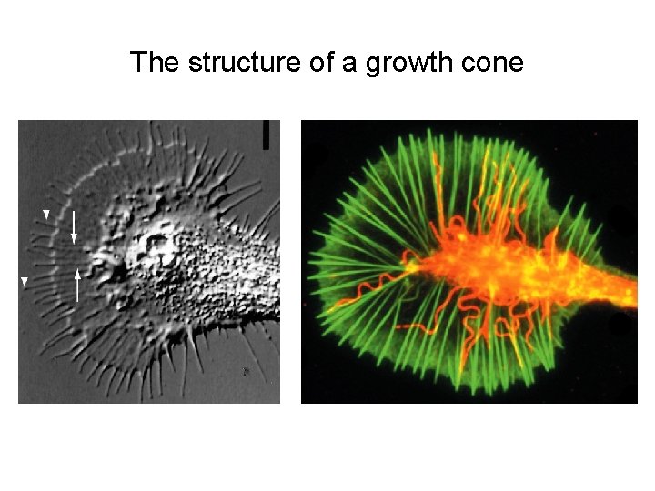 The structure of a growth cone 