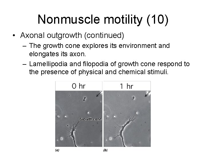 Nonmuscle motility (10) • Axonal outgrowth (continued) – The growth cone explores its environment