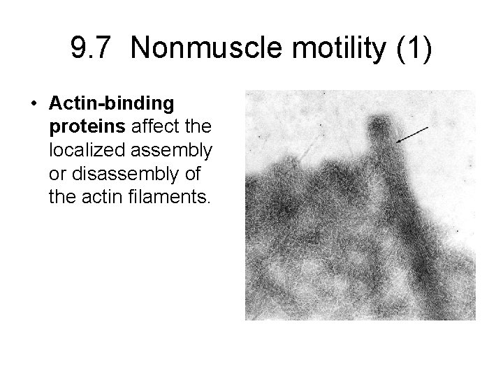 9. 7 Nonmuscle motility (1) • Actin-binding proteins affect the localized assembly or disassembly