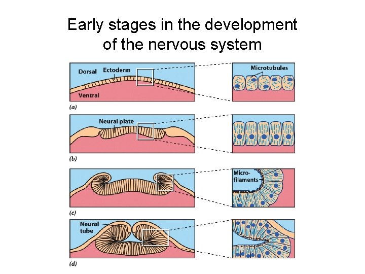 Early stages in the development of the nervous system 