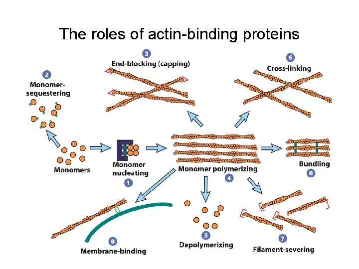 The roles of actin-binding proteins 