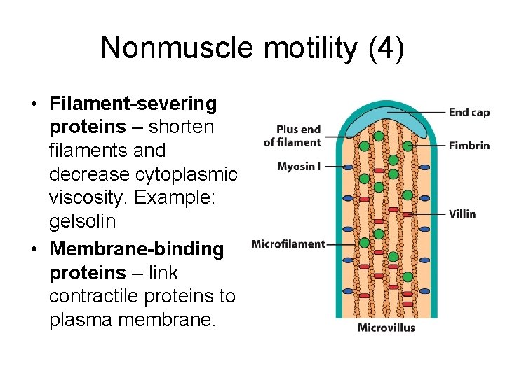 Nonmuscle motility (4) • Filament-severing proteins – shorten filaments and decrease cytoplasmic viscosity. Example: