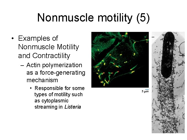 Nonmuscle motility (5) • Examples of Nonmuscle Motility and Contractility – Actin polymerization as