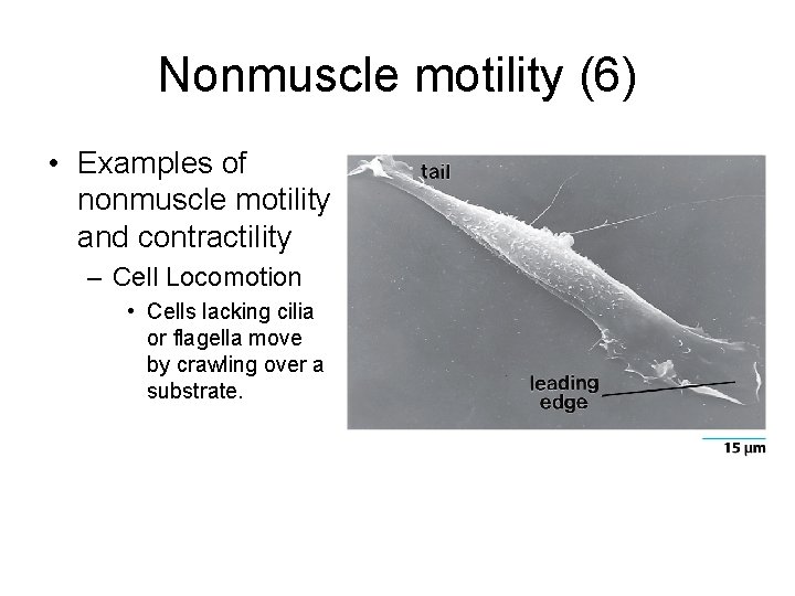 Nonmuscle motility (6) • Examples of nonmuscle motility and contractility – Cell Locomotion •