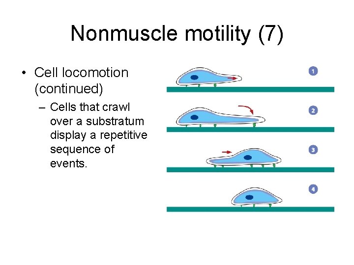 Nonmuscle motility (7) • Cell locomotion (continued) – Cells that crawl over a substratum