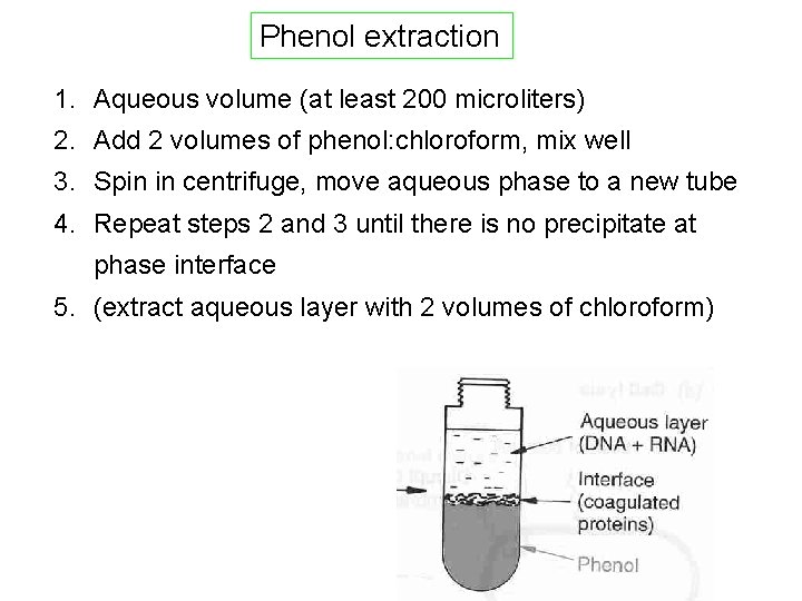Phenol extraction 1. Aqueous volume (at least 200 microliters) 2. Add 2 volumes of Phenol extraction 1. Aqueous volume (at least 200 microliters) 2. Add 2 volumes of