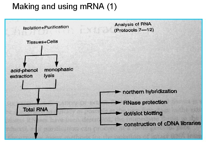 Making and using m. RNA (1) Making and using m. RNA (1)