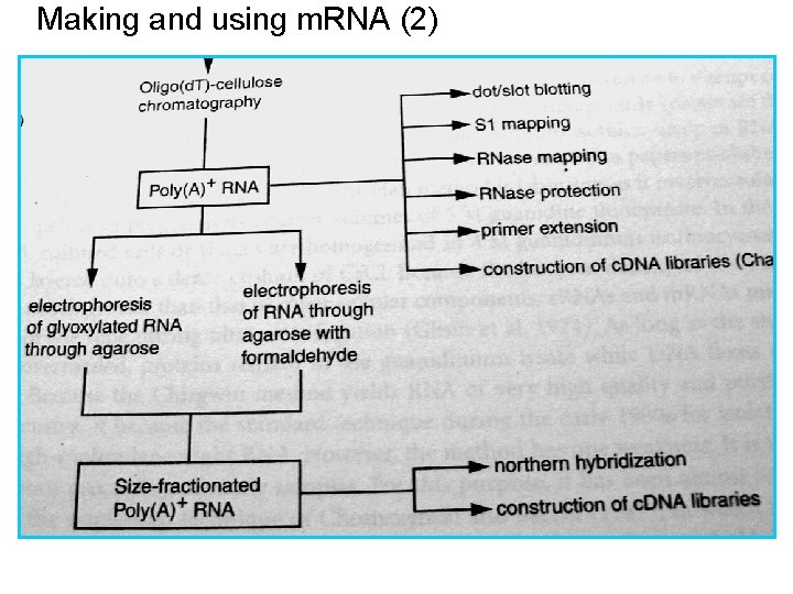 Making and using m. RNA (2) Making and using m. RNA (2)