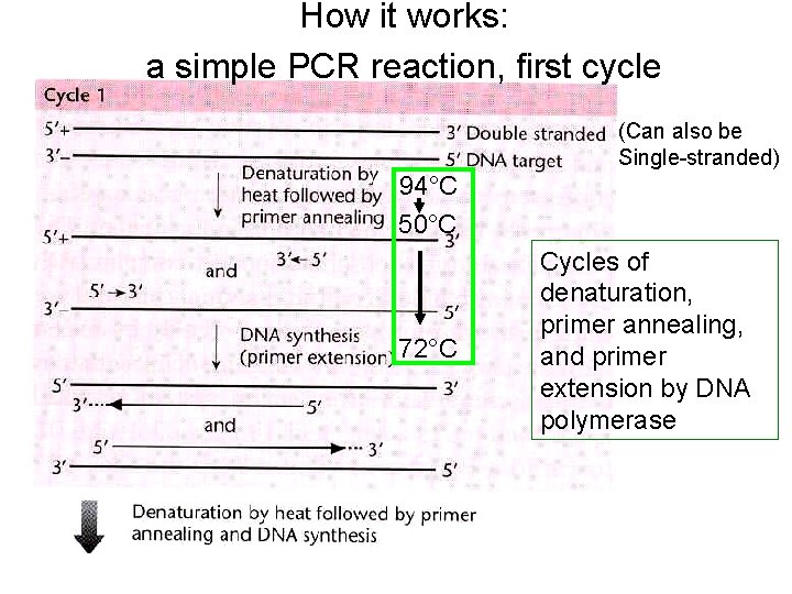 How it works: a simple PCR reaction, first cycle (Can also be Single-stranded) 94°C How it works: a simple PCR reaction, first cycle (Can also be Single-stranded) 94°C