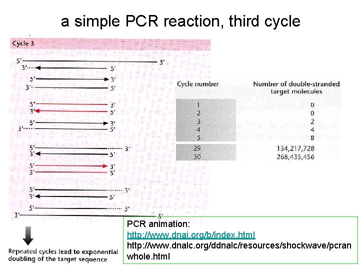 a simple PCR reaction, third cycle PCR animation: http: //www. dnai. org/b/index. html http: a simple PCR reaction, third cycle PCR animation: http: //www. dnai. org/b/index. html http: