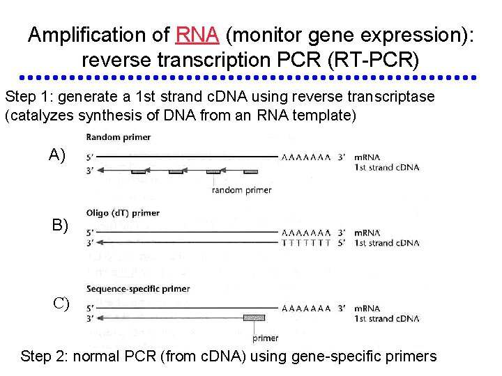 Amplification of RNA (monitor gene expression): reverse transcription PCR (RT-PCR) Step 1: generate a Amplification of RNA (monitor gene expression): reverse transcription PCR (RT-PCR) Step 1: generate a