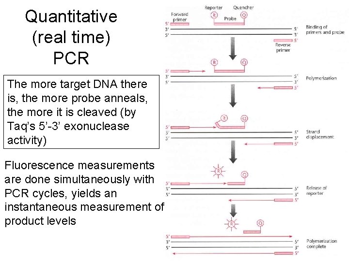 Quantitative (real time) PCR The more target DNA there is, the more probe anneals, Quantitative (real time) PCR The more target DNA there is, the more probe anneals,