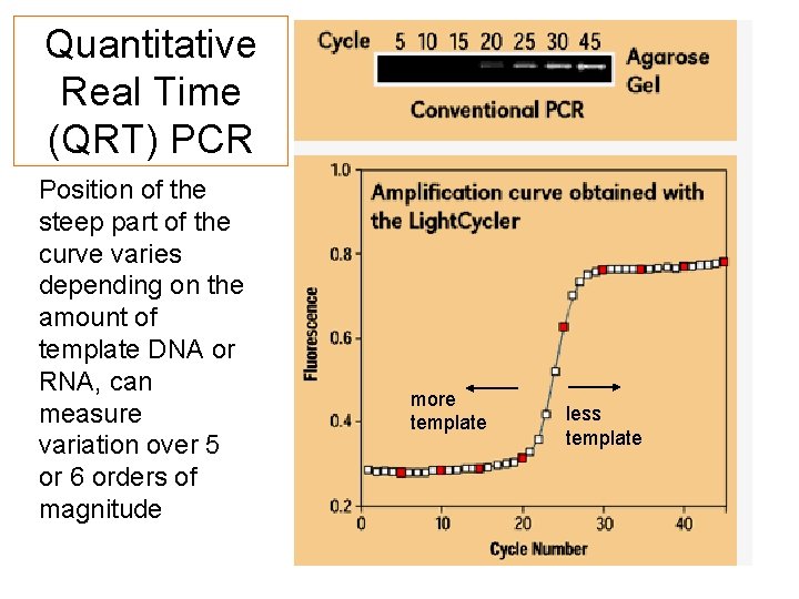 Quantitative Real Time (QRT) PCR Position of the steep part of the curve varies Quantitative Real Time (QRT) PCR Position of the steep part of the curve varies