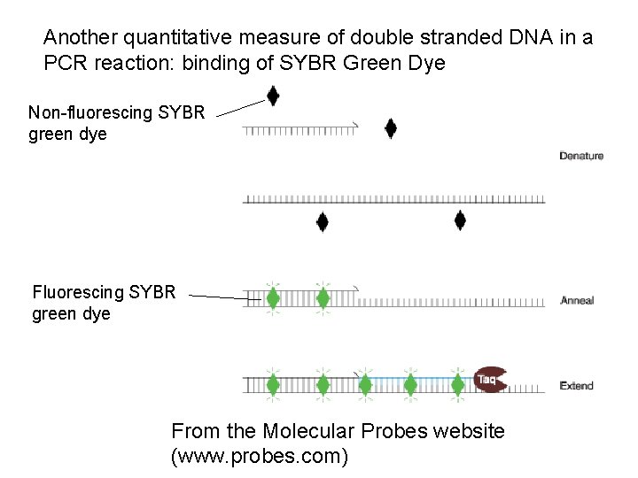 Another quantitative measure of double stranded DNA in a PCR reaction: binding of SYBR Another quantitative measure of double stranded DNA in a PCR reaction: binding of SYBR