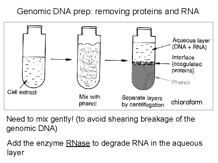 Genomic DNA prep: removing proteins and RNA chloroform Need to mix gently! (to avoid Genomic DNA prep: removing proteins and RNA chloroform Need to mix gently! (to avoid