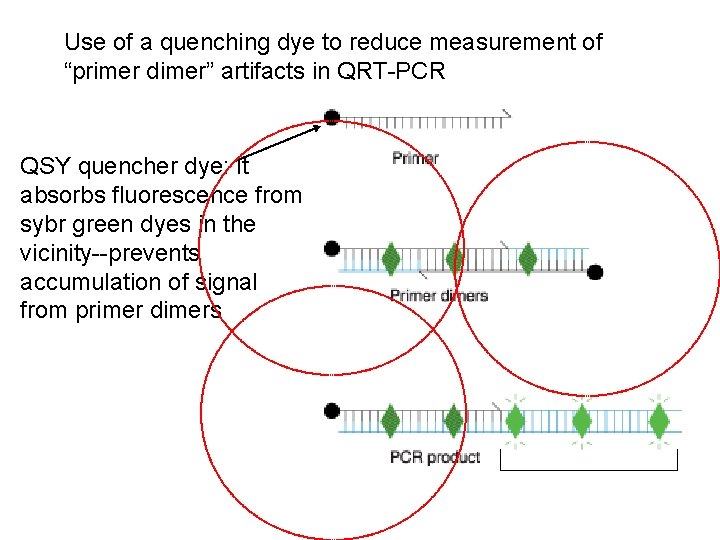 Use of a quenching dye to reduce measurement of “primer dimer” artifacts in QRT-PCR Use of a quenching dye to reduce measurement of “primer dimer” artifacts in QRT-PCR