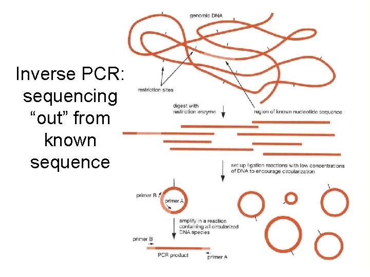 Inverse PCR: sequencing “out” from known sequence Inverse PCR: sequencing “out” from known sequence