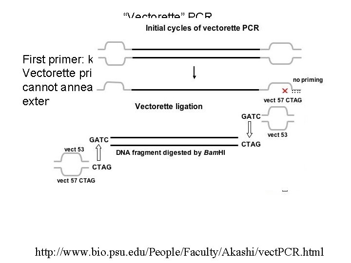 “Vectorette” PCR First primer: known sequence Vectorette primer: only in vectorette-ligated sequence--it cannot anneal “Vectorette” PCR First primer: known sequence Vectorette primer: only in vectorette-ligated sequence--it cannot anneal
