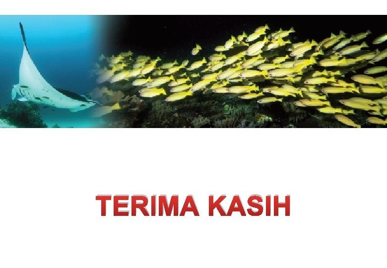 TERIMA KASIH TERIMA KASIH