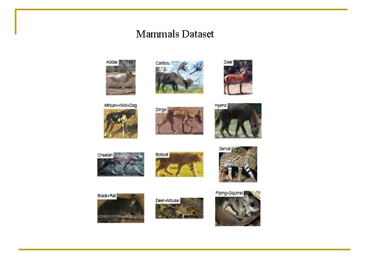 Mammals Dataset 