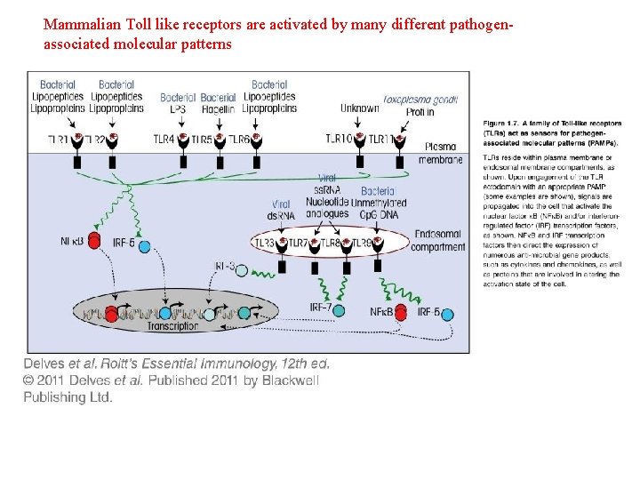 Mammalian Toll like receptors are activated by many different pathogenassociated molecular patterns 