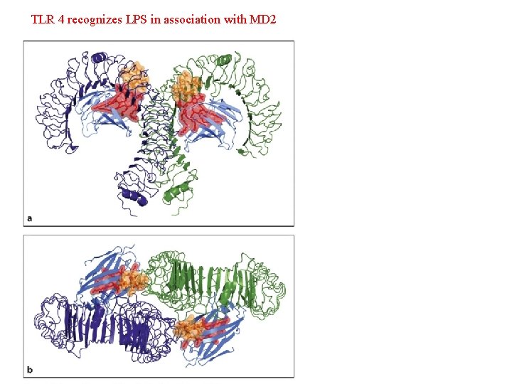 TLR 4 recognizes LPS in association with MD 2 