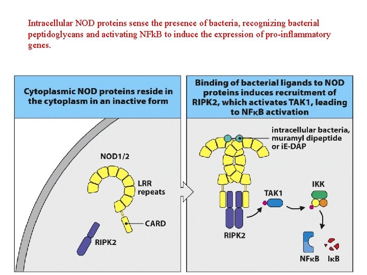 Intracellular NOD proteins sense the presence of bacteria, recognizing bacterial peptidoglycans and activating NFk.