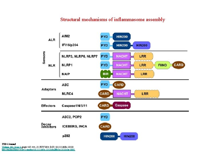 Structural mechanisms of inflammasome assembly FEBS Journal Volume 282, Issue 3, pages 435 -444,