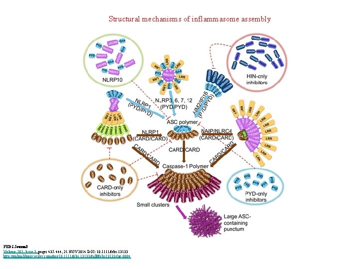 Structural mechanisms of inflammasome assembly FEBS Journal Volume 282, Issue 3, pages 435 -444,