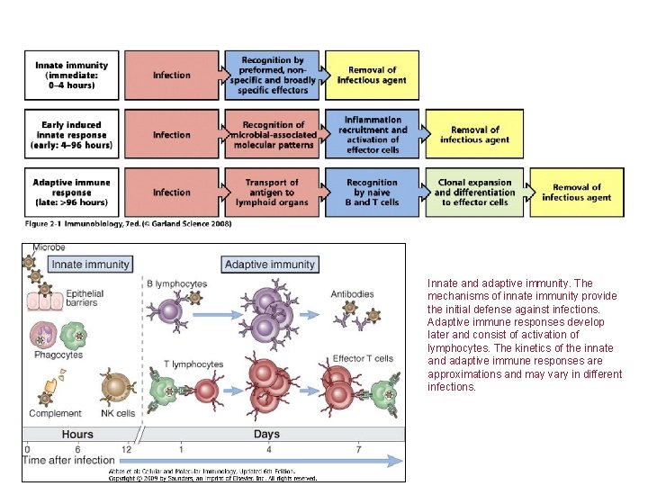 Innate and adaptive immunity. The mechanisms of innate immunity provide the initial defense against