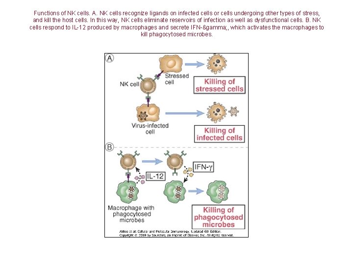 Functions of NK cells. A. NK cells recognize ligands on infected cells or cells
