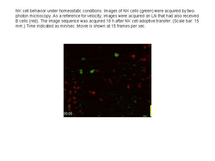 NK cell behavior under homeostatic conditions. Images of NK cells (green) were acquired by