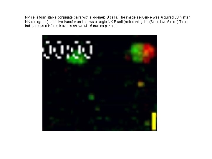 NK cells form stable conjugate pairs with allogeneic B cells. The image sequence was