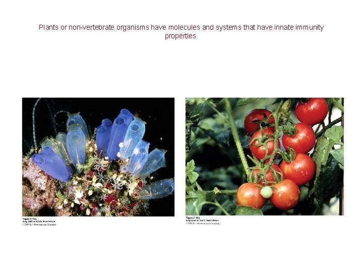 Plants or non-vertebrate organisms have molecules and systems that have innate immunity properties. 