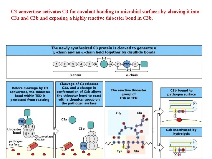 C 3 convertase activates C 3 for covalent bonding to microbial surfaces by cleaving